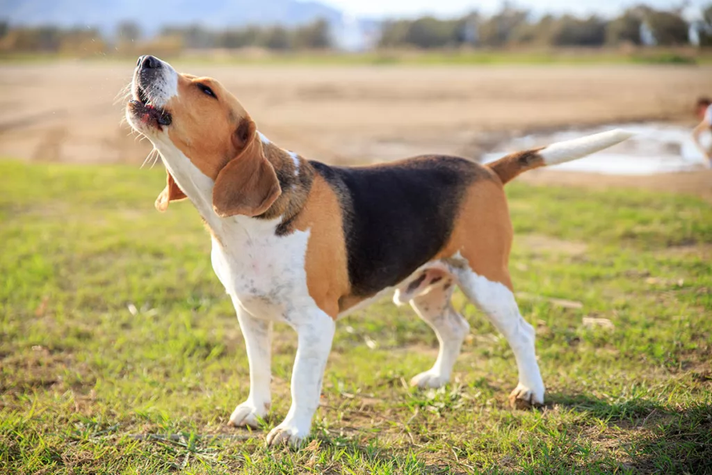 Small male beagle in a field with head tilted up, barking. 