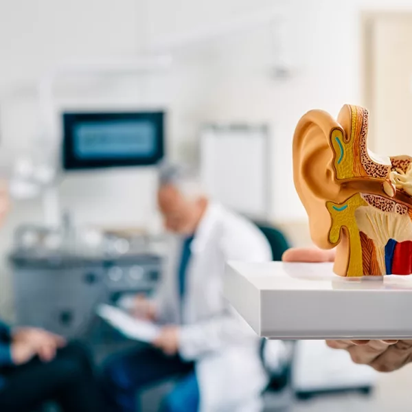 3D life-size model of the human ear anatomy in a hearing clinic