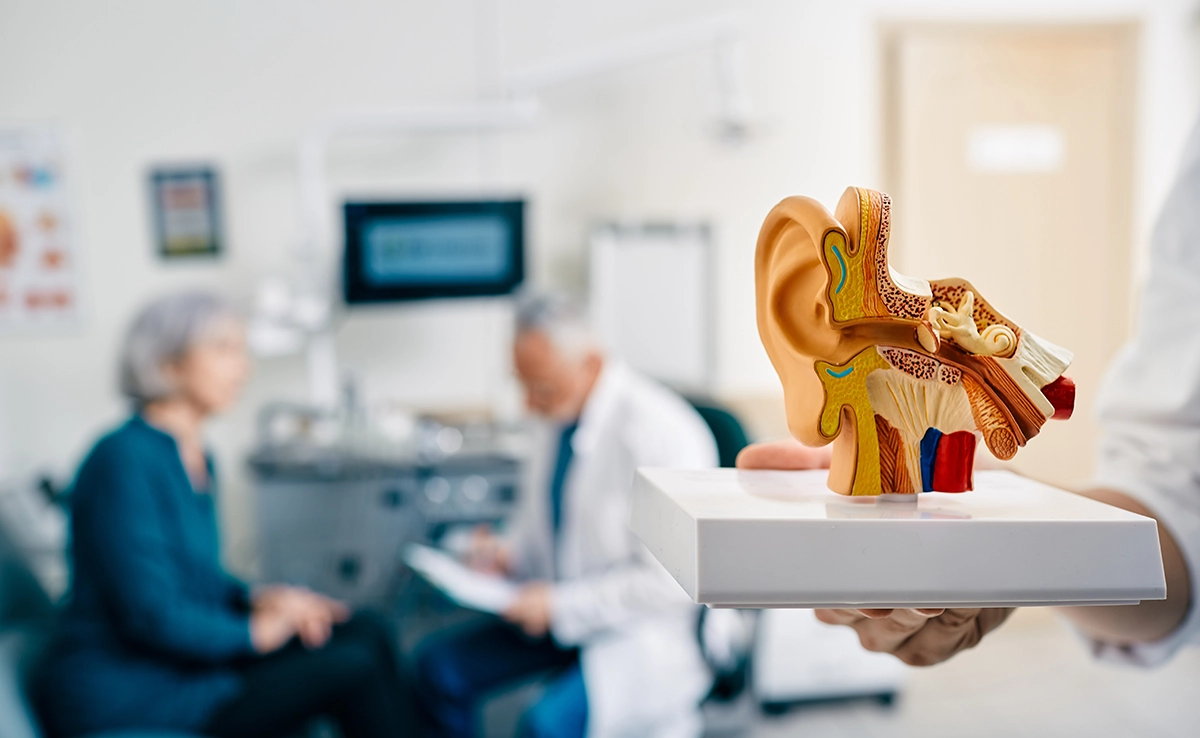 3D life-size model of the human ear anatomy in a hearing clinic