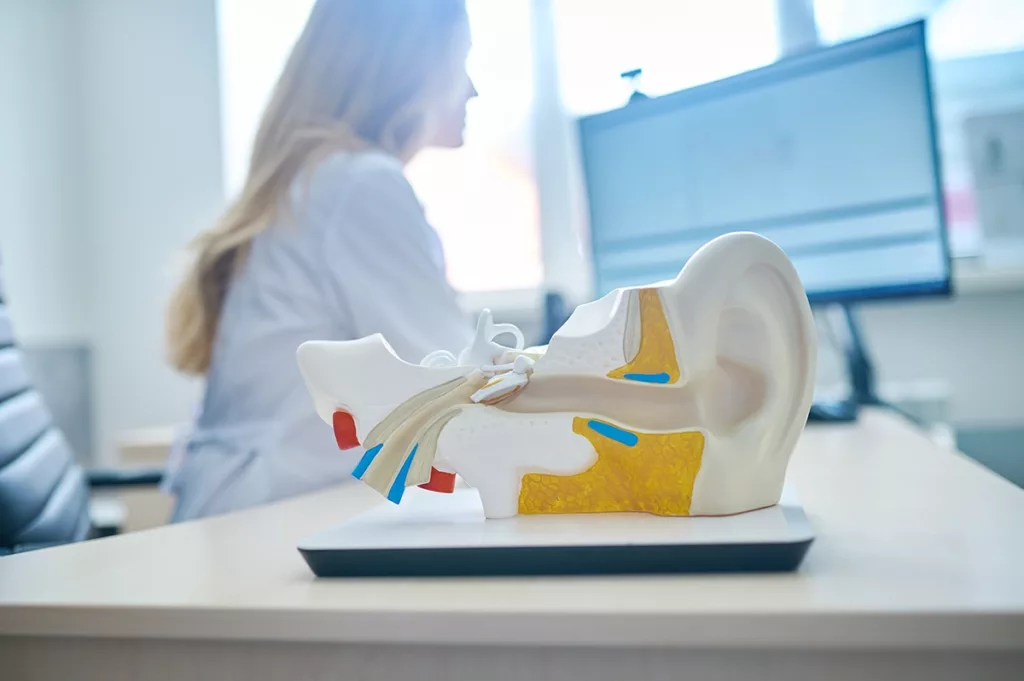 3D life-size model of the human ear anatomy in a hearing clinic