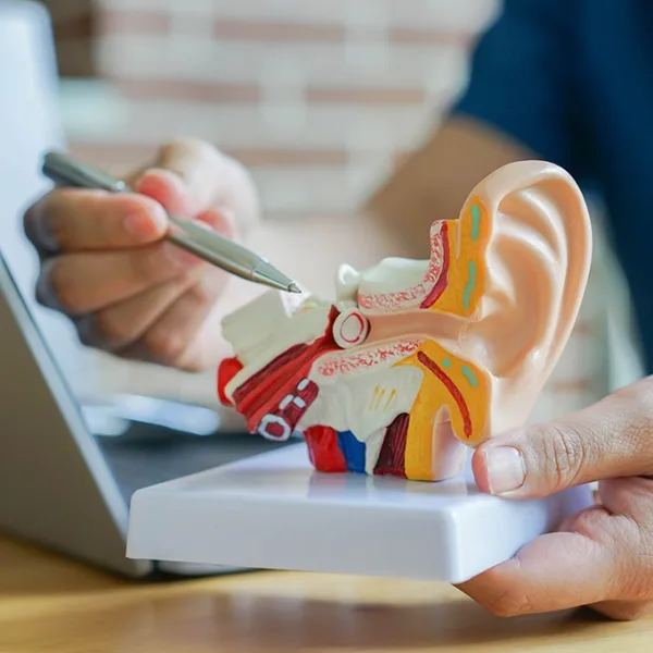 close up of hearing loss specialist holding up a display of the human ear anatomy pointing the the outer and middle ear area, demonstrating where conductive hearing loss effects