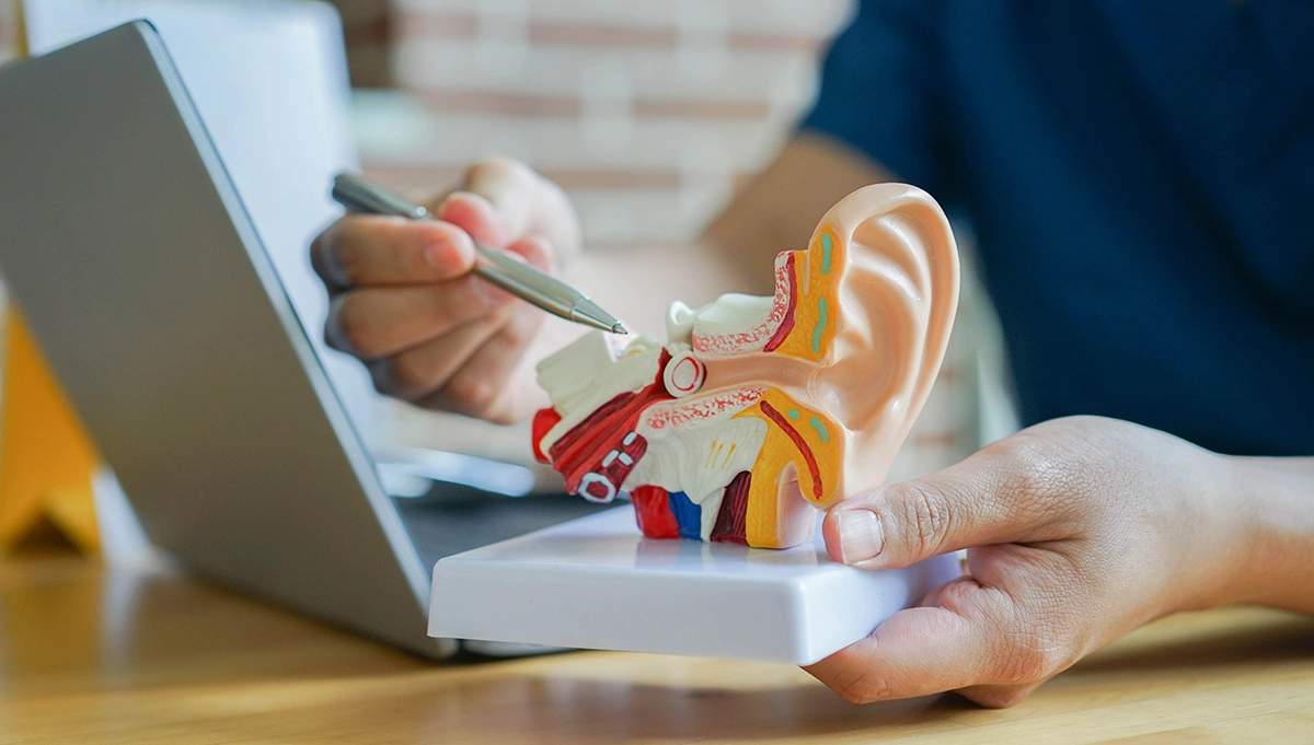 close up of hearing loss specialist holding up a display of the human ear anatomy pointing the the outer and middle ear area, demonstrating where conductive hearing loss effects