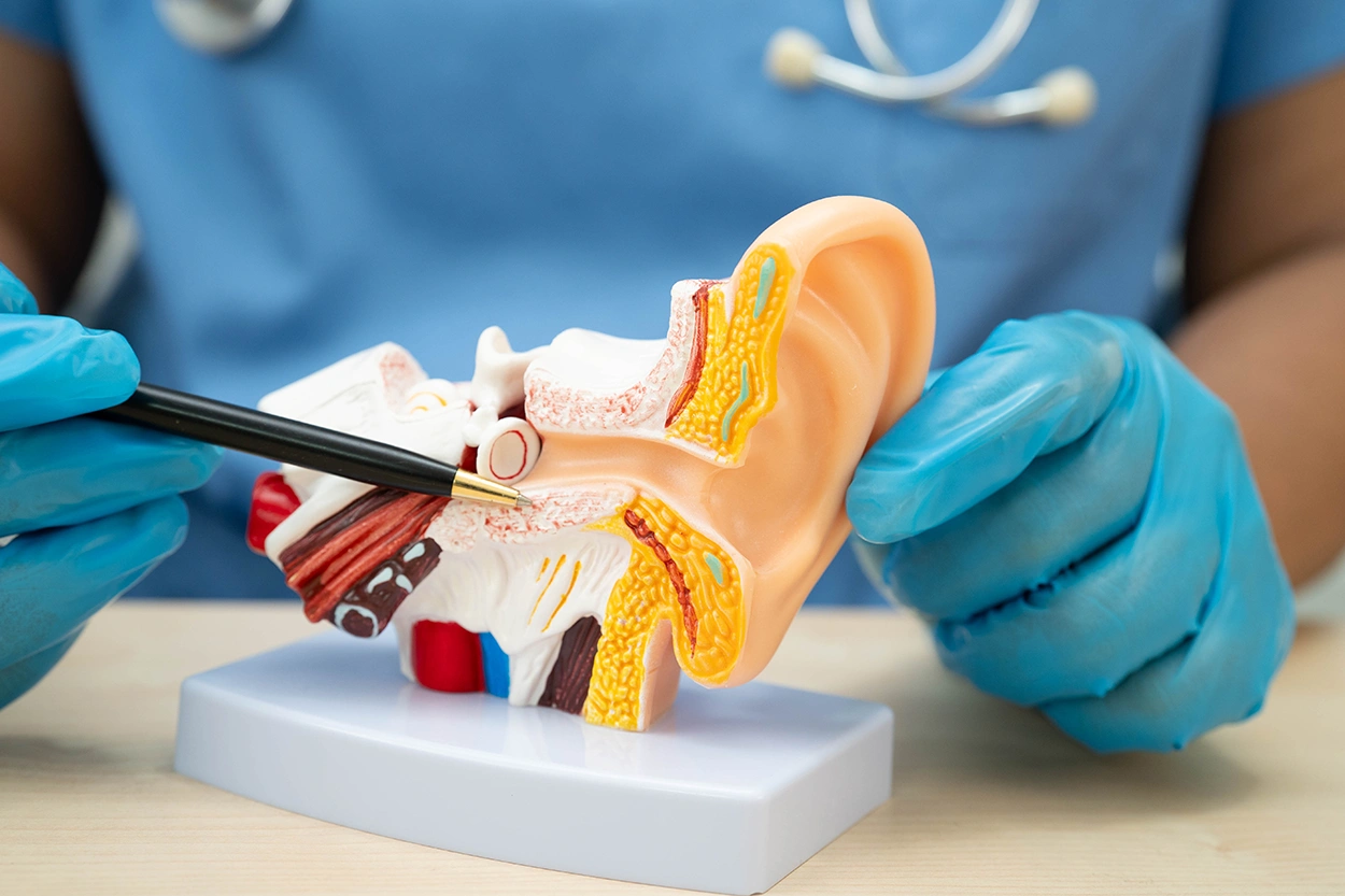 Doctor hold an anatomical model of the human ear, indicating the inner ear, where Acute Acoustic Trauma would cause damage and hearing loss