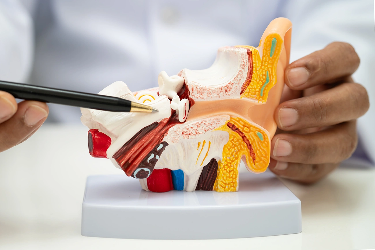 Close up of a medical model of the human ear with a hearing care specialist pointing to the auditory system, as they explain nonsyndromic hearing loss
