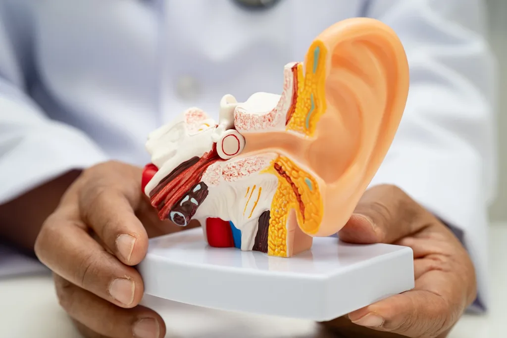 Close up of an anatomically correct model of the human ear, showing the outer, middle, and inner ear being held by a hearing care specialist, explaining what mixed hearing loss is