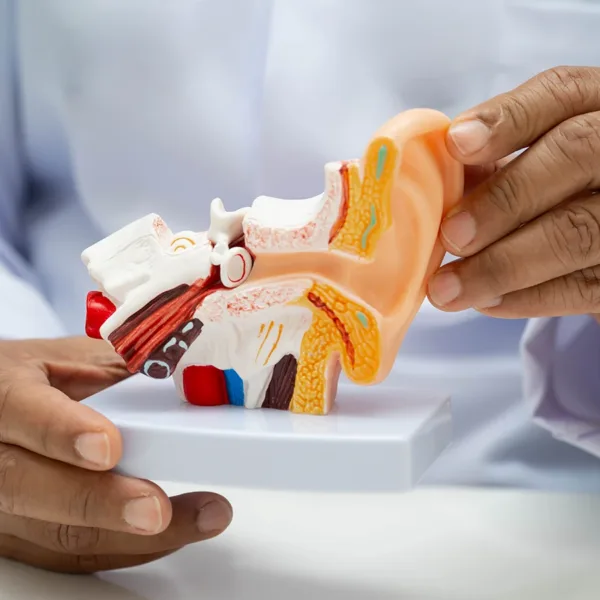 A hearing specialist holding a model of the inside of the human ear. Single-sided hearing loss concept.