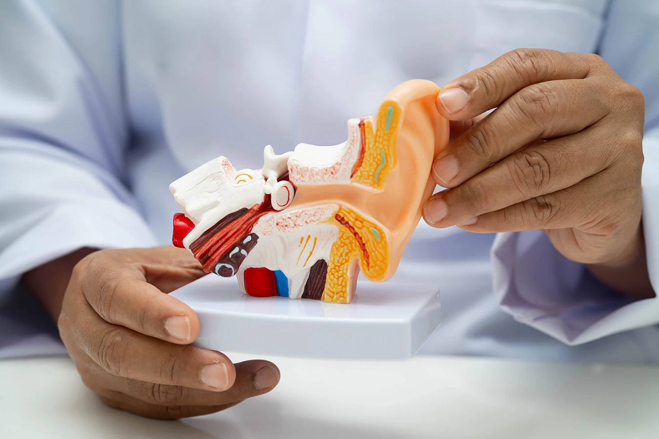 A hearing specialist holding a model of the inside of the human ear. Single-sided hearing loss concept.