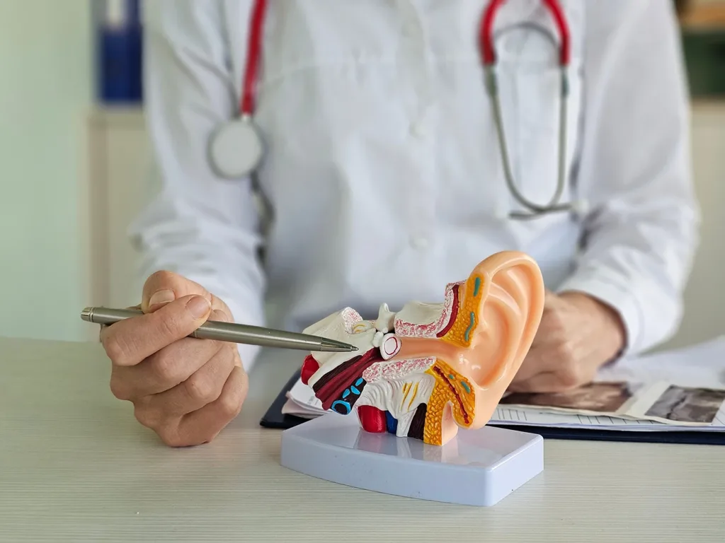 A medical doctor using a pen as a pointer to indicate the area of the inner ear on an autonomy model of a human ear, where abnormal buildup of endolymph fluid occurs in cases of Ménière's disease.